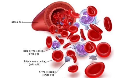 Diagram, ki prikazuje, kako telo proizvaja rdeče krvne celice in kako je železo ključno za hemoglobin.