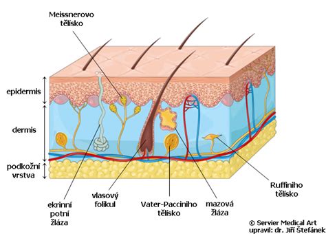Diagram kemične reakcije DHA z aminokislinami v koži