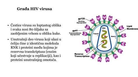 Diagram strukture virusa gripe z označenimi proteini HA in NA