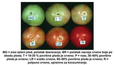 Diagram razvoja ploda v drugem trimesesečju
