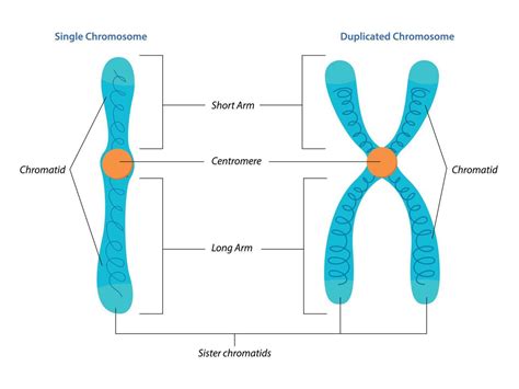 Diagram prikazuje kromosome X in Y, ki določajo spol otroka