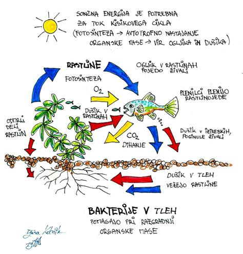 Diagram prikazuje povezavo med dihanjem, sprostitvijo in lažjim porodom