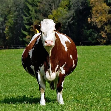 Ilustracija krave z izcedkom