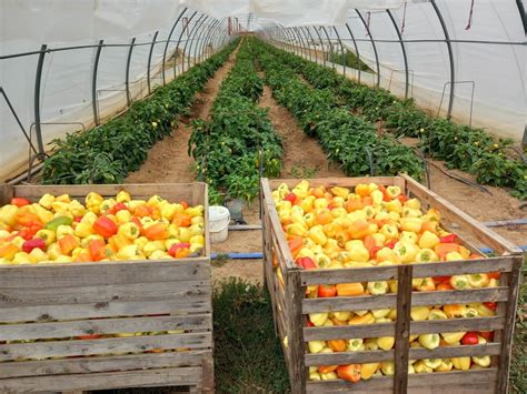 Bližnji posnetek plastičnega sadja in zelenjave, ki jih je mogoče razrezati in ponovno sestaviti, z majhnim plastičnim nožem.