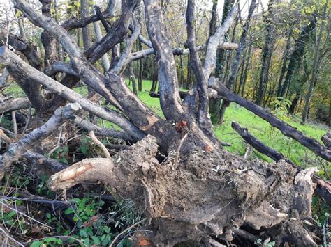 slika korenine navadnega sleza