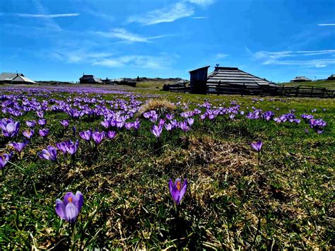 raznolike planinske cvetlice na Veliki Planini