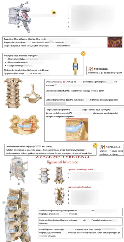 diagram človeške hrbtenice z označenimi vretenci