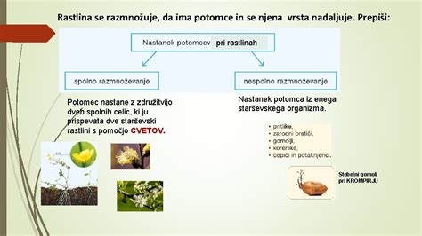 Diagram dvojne oploditve pri rastlinah