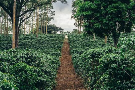 Plantaža kave v Kostariki