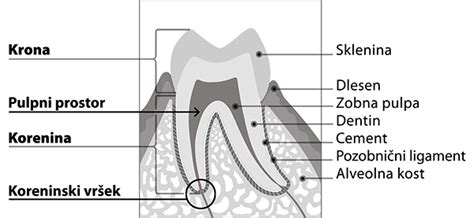 Slika mlečnega zobka z izpostavljeno zobno pulpo