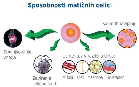 Infografika, ki prikazuje postopek shranjevanja matičnih celic iz mlečnega zoba