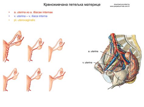 Moška anatomija in reproduktivni organi