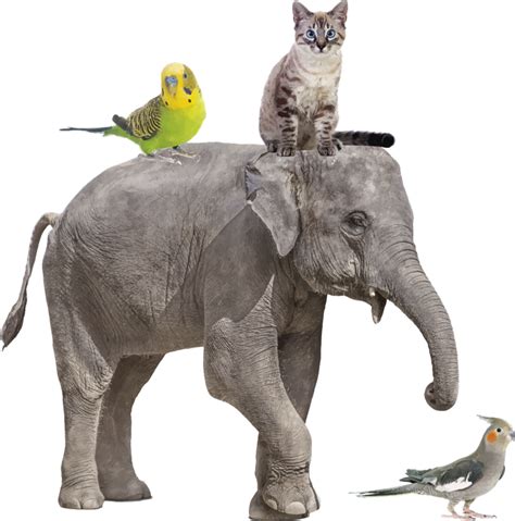 Različne živali med parjenjem