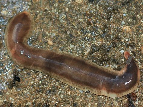 Ploski morski črv med parjenjem