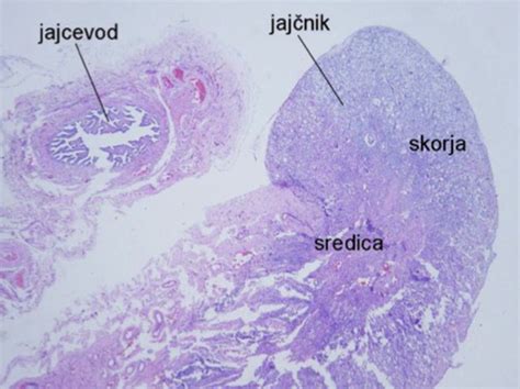 Simbolična upodobitev jajčnika s folikli