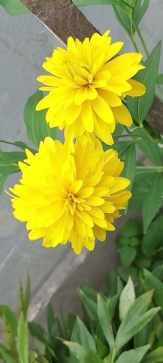 rumena roža svetlina