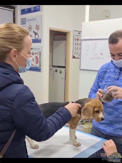 veterinar pregled psa