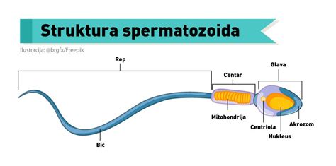 Znanstveni diagram celice jajčnika in spermatozoida