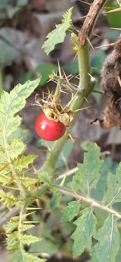 Fotografija rastline Solanum sisymbriifolium z rdečimi plodovi