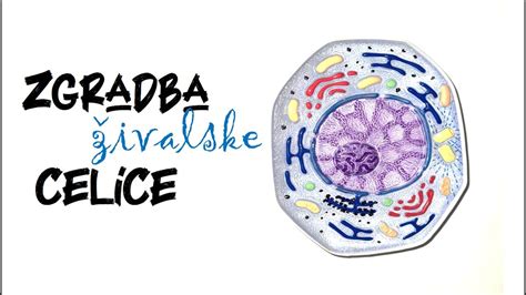 Ilustracija moške celice spermija z označenimi deli