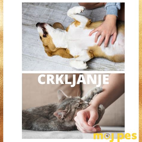 Pes, ki je videti zdrav in vitalen