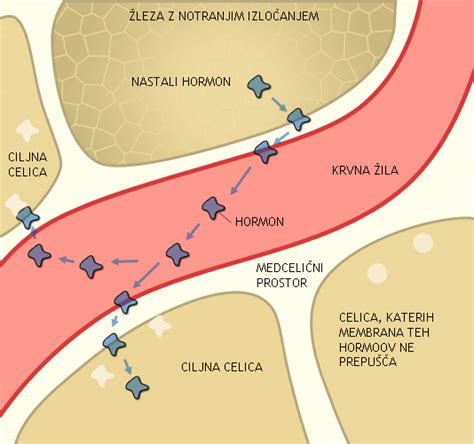 Diagram prikazuje, kako hormoni vplivajo na izločanje žolča.