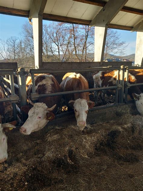 Pripravljena porodniška soba za kravo