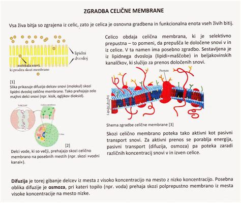 Diagram, ki prikazuje proces elektroporacije celične membrane pod vplivom električnega toka