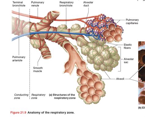 Diagram prikazuje strukturo dojke z označenimi alveoli, duktusi in bradavico