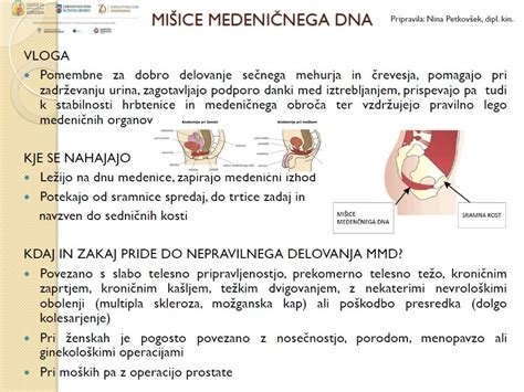 Ilustracija mišic medeničnega dna