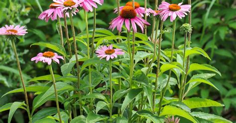 Ilustracija ameriškega slamnika