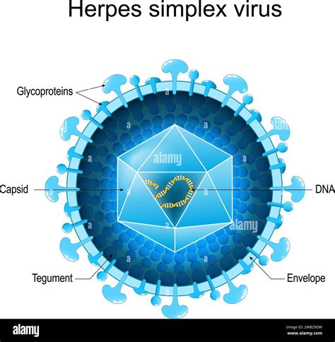 Ilustracija virusa herpes simplex