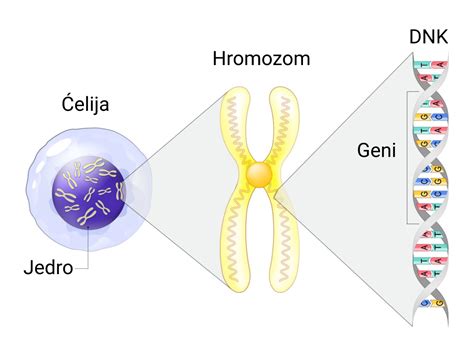 molekula distrofina v mišični celici