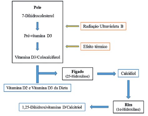 Diagram metabolizma vitamina D in kalcija