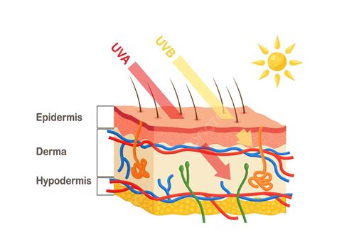 Diagram, ki prikazuje penetracijo UVA in UVB žarkov v kožo in noht