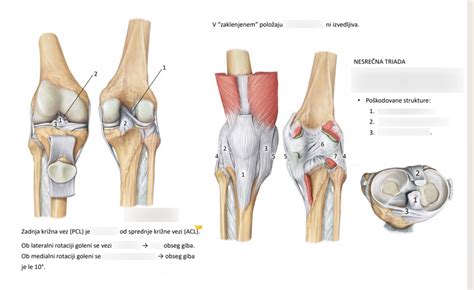 anatomski diagram komolčnega sklepa