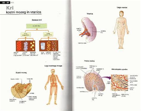 Simbolično prikazano žensko telo s poudarkom na reproduktivnih organih.