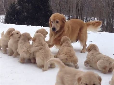 breja psička z mladički