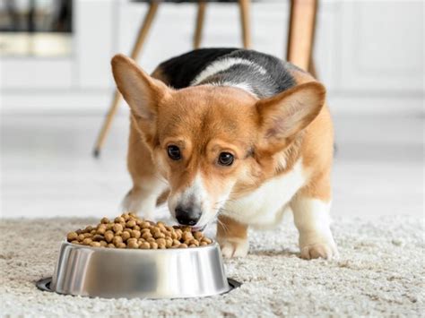 različne vrste pasje hrane