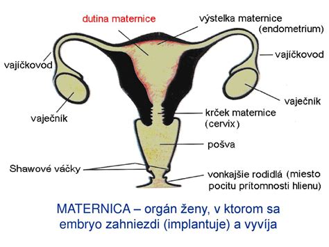 Diagram notranjosti maternice s plodom v plodovnici