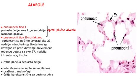 Diagram pljučnega tkiva, ki prikazuje alveole