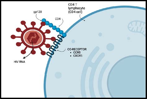 Diagram, ki prikazuje celico CD4 in vpliv HIV nanjo