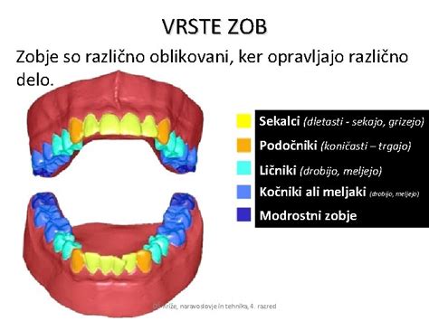 Različne vrste zob v človeških ustih