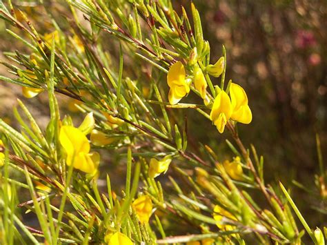 Rastlina rooibos