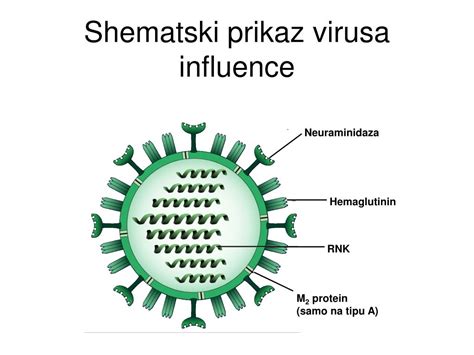 Shematski prikaz virusa influence
