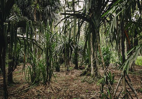 Tropski gozd s palmami in velikimi drevesi