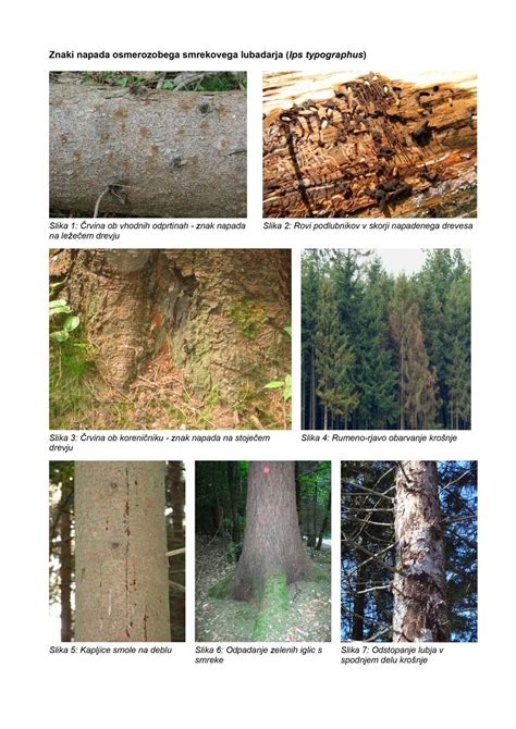 Kapljice smole, ki se cedijo iz lubja tropskega drevesa