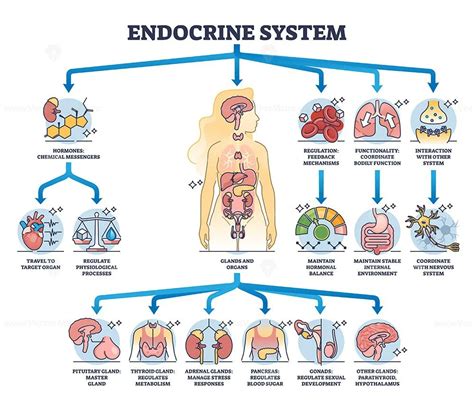 Diagram človeškega moškega reproduktivnega sistema, ki prikazuje Cowperjeve žleze.