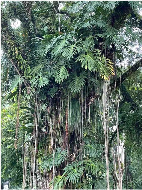 Ilustracija rastline maca v naravnem okolju Andov