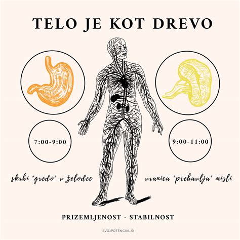 Infografika, ki prikazuje hranilno sestavo korenine mace